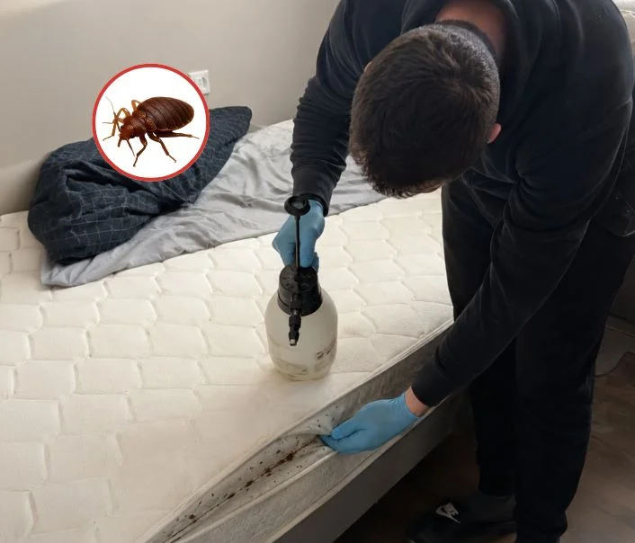 Technicien traitant un matelas contre les punaises de lit à Boullay-les-Troux